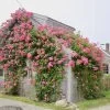 RoseCoveredCottagePrint-1-qem7n6z26nnr98p9kyn8p04vh4frn1co6nx8f0ygo8 RoseCoveredCottagePrint-1-qem7n6z26nnr98p9kyn8p04vh4frn1co6nx8f0ygo8