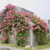 Rose+Covered+Cottage+Print